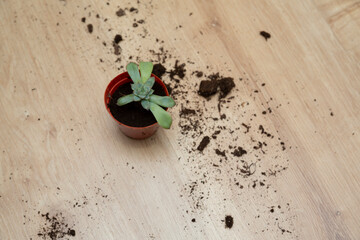small flowers standing on wooden floor