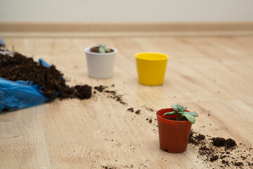 small flowers standing on wooden floor