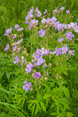 Fototapeta premium Flowering bushes of meadow geranium, Geranium pratense