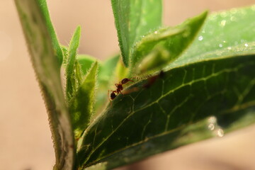 Mounting on the green leaves of an ant plant
