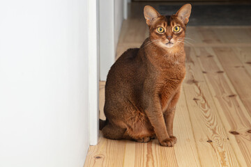 Cute Abyssinian cat sitting on the floor in the apartment © Vladimir Zlotnik