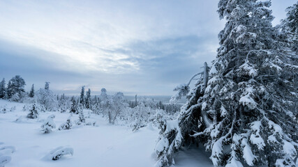 Midwinter midday in Pallas Fell, in Finnish Lapland. Sun does not rise, but gives some light even from below horizon.