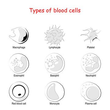 Types of blood cells. Vector icon set