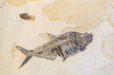 Visitor Center, Meteor Crater is a meteorite impact crater. The site was formerly known as the...