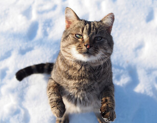 Wild-colored domestic cat standing on its hind legs on a snowy background
