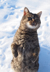 Wild-colored domestic cat standing on its hind legs on a snowy background