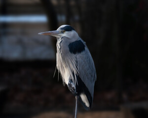 great blue heron ardea cinerea