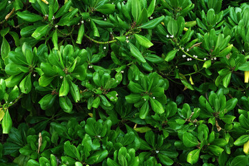 Tropical plant on the beach with rock stone texture background  at phuket thailand                        