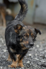 closeup portrait sad homeless abandoned colored dog outdoor