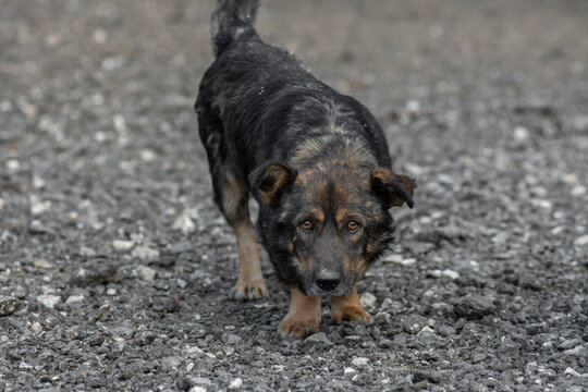closeup portrait sad homeless abandoned colored brown dog outdoor