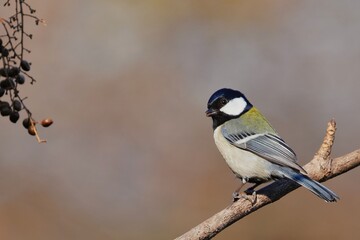 冬の公園のシジュウカラ