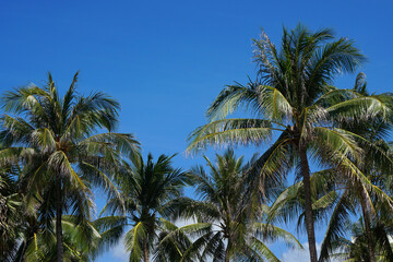 Fototapeta na wymiar Nature scene uprisen angle of coconut tree with blue sky background at phuket Thailand. 