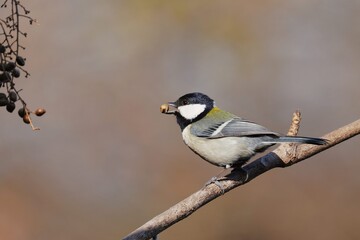 実を咥えたシジュウカラ