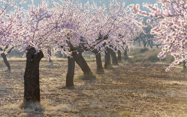 Floración en los campos de almendro cerca de la población de Torás, en la provincia de...