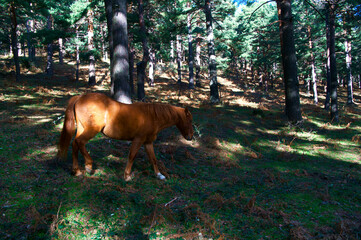 konie zwierzęta las drzewa góry  © Piotr