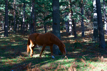 konie zwierzęta las drzewa góry  © Piotr