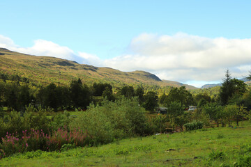 Obraz premium Heather in the glens of Scotland 