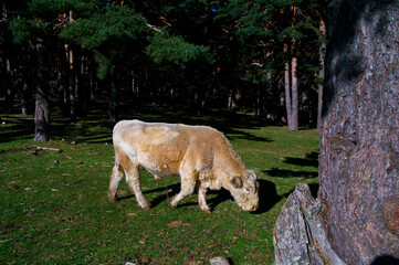 byk bydło górskie las łąka drzewa © Piotr