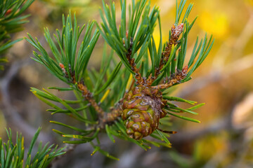 Beautiful young green cone in a pine forest.