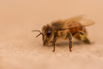 Westliche Honigbiene