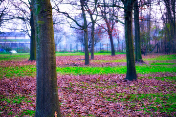 Winter sunset over a frozen city public park woodland, in a meadow covered by old fallen leaves.