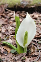 水芭蕉