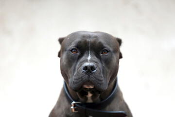Adult pitbull posing for camera against whit natural background
