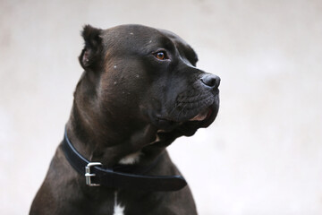 Adult pitbull posing for camera against whit natural background