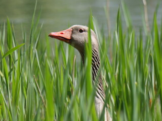 Gray Goose