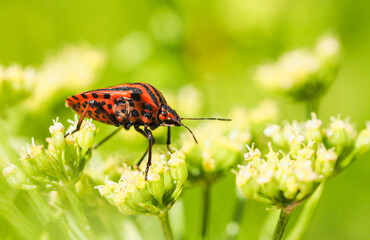 Streifenwanze, Graphosoma italicum auf blühender Petersilie.