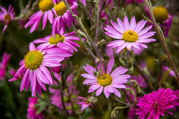 Obraz premium Purple daisy in the garden