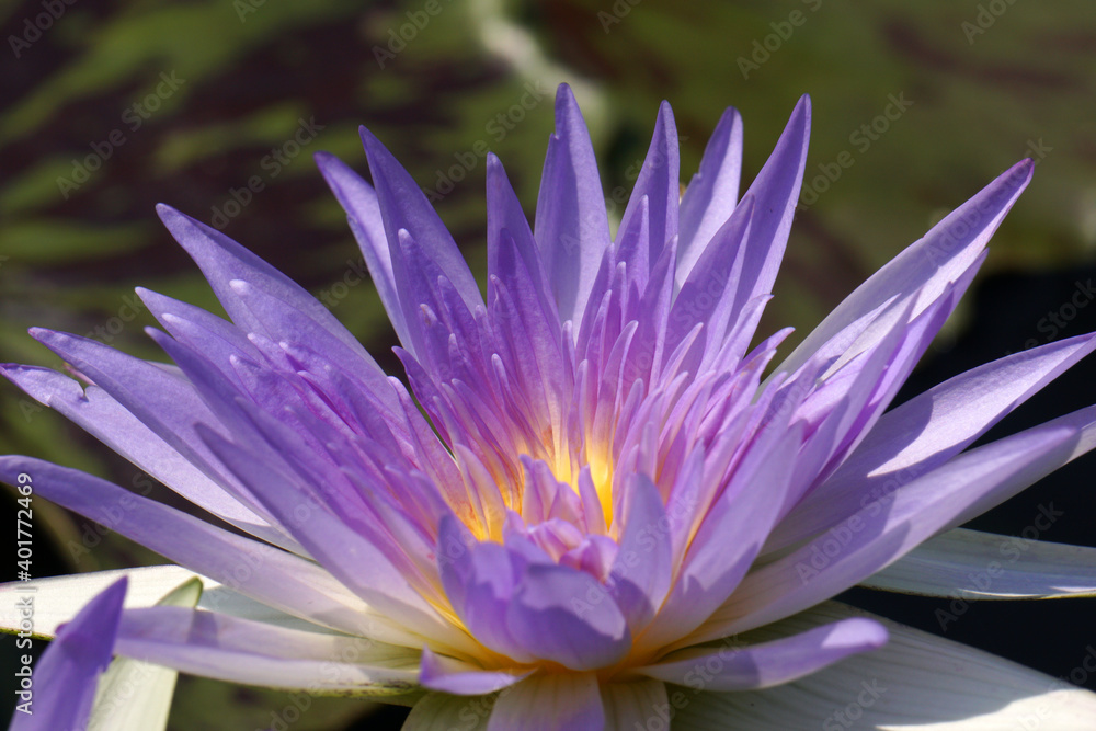 Wall mural close-ups violet purple lotus flower or nymphaea nouchali or nymphaea stellata is a water lily - pur