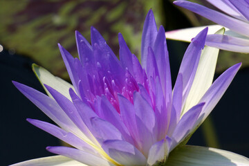 Close-ups Violet Purple Lotus flower or Nymphaea nouchali or Nymphaea stellata is a water lily -...