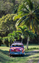 classic cuban car under a palm tree