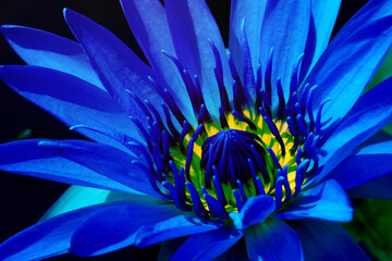 Macro Fresh Bloom Blue Nymphaea Water lily or Lotus Flower on the lotus lake - Floral backdrops and...