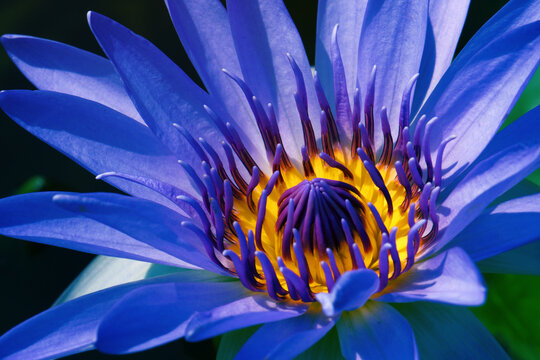 Blue Lotus Flower Images Browse 62 Stock Photos Vectors And Video Adobe Stock Blue Lotus Flower Images Browse 62 Stock Photos Vectors And Video Adobe Stock