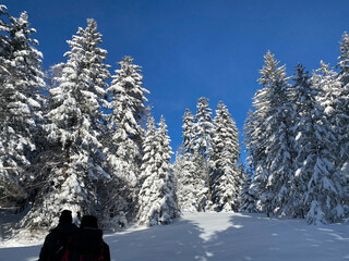 Hikers and walkers on the beautiful idyllic fresh snow of the Swiss Alps, Schwägalp mountain pass...