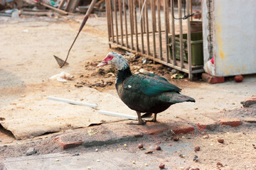 muscovy duck