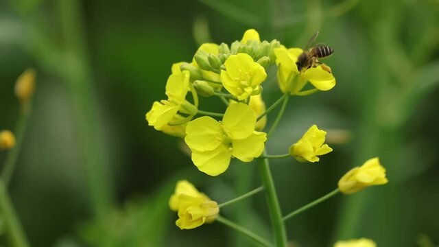 Bees collecting nectar on rapeseed flowers; bees and rapeseed flowers