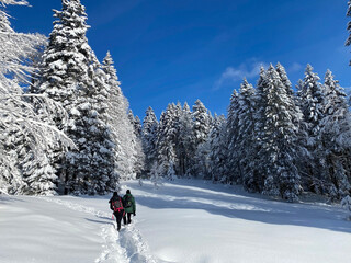 Hikers and walkers on the beautiful idyllic fresh snow of the Swiss Alps, Schwägalp mountain pass...