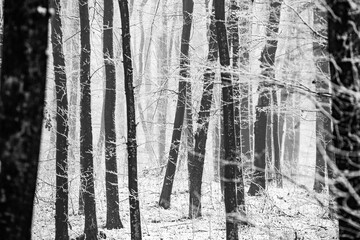 Beautiful winter landscape in the european forest. Snow on the trees.
Enigmatic and amazing winter nature in black and white. Frosted trees branches.
