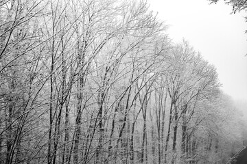 Beautiful winter landscape in the european forest. Snow on the trees.
Enigmatic and amazing winter nature in black and white. Frosted trees branches.
