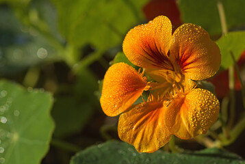 Nasturtium orange flower with dew drops in morning sunshine