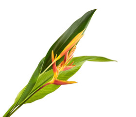 Heliconia psittacorum (Golden Torch) flowers with leaves, Tropical flowers isolated on white background, with clipping path