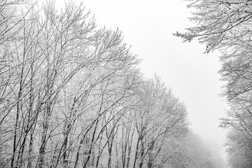 Beautiful winter landscape in the european forest. Snow on the trees.
Enigmatic and amazing winter nature in black and white. Frosted trees branches.
