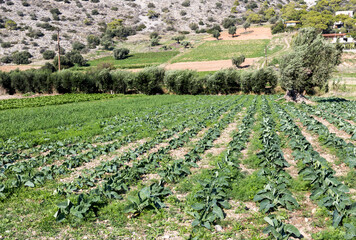 Fototapeta na wymiar Cultivation of cabbage on an autumn sunny day