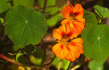 Nasturtium orange flowers and green leaves with dew drops in morning sunshine