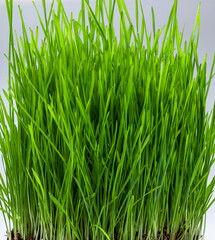 Fresh green grass closeup