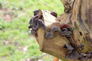 Fungus clinging to the side of a tree in a wood