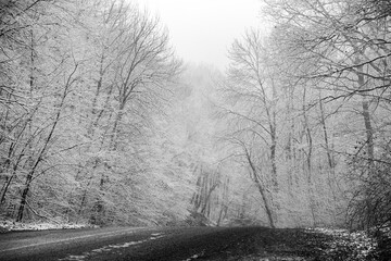 Beautiful winter landscape in the european forest. Snow on the trees.
Enigmatic and amazing winter nature in black and white. Frosted trees branches.
